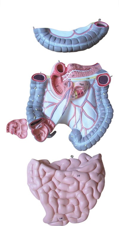 Mô hình kết tràng và ruột non